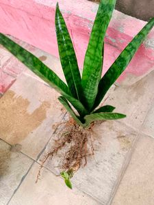 Snake Plant