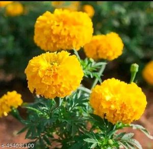 Beautiful Flower Seeds Combo of 4
