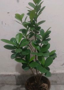 Green/Panda Ficus
