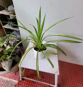 Set 2 Pandanus veitchii &amp; Never... Plant