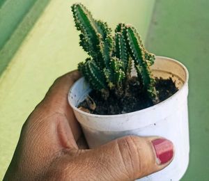 Small Cactus Plant in White Pot