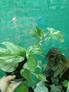 Plant Pinnatum Marble Pothos