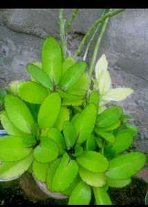 2 plants
