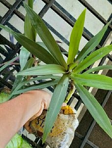 Combo Moses in the Cradle Plants 🌵
