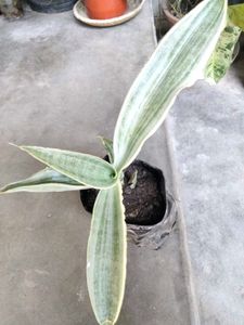 varities of sansevierias