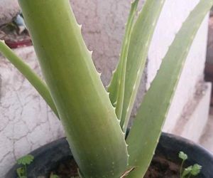Healthy Aloe Vera stem