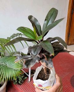 Syngonium Plant 🌵