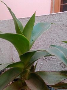 Vibrant Green Indoor Plant