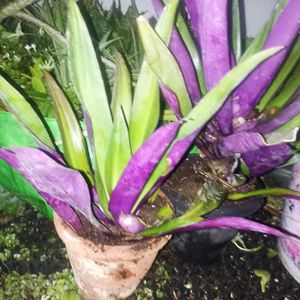 Beautiful Purple Plants With Freebies