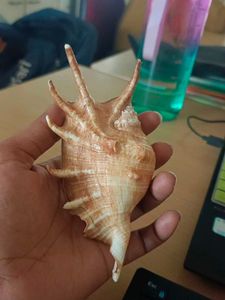 Unique Decorative Seashell