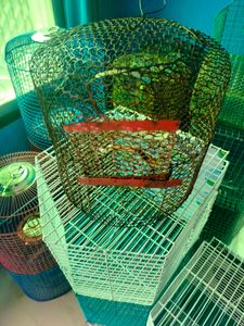Parrot Cage ( Pijara)