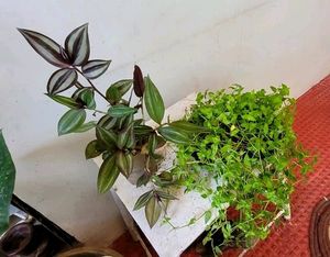 Pack 2 Zabrinic &amp;.Tradescantia fluminensis plants