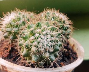 ball Flower Cactus