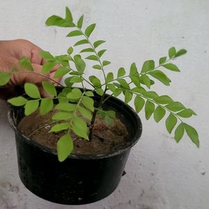 Combo Curry Leaves Plants
