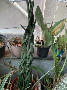Cilendrica Sansevieria