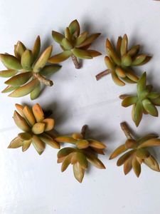 Sedum Adolphii Cuttings  Available