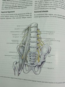 Cunningham Anatomy