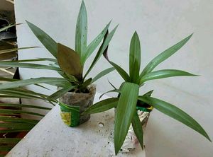 Combo Moses in Plan Cradle Plant