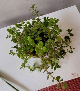 Pack 2 turtles &amp; Pilea Depressa Plant🪴&amp; Pot