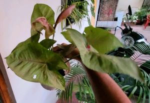set 2 arrowhead vine &amp;  Spider plants 🪴