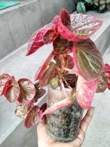 Assorted mix Live Plants Collection combo.