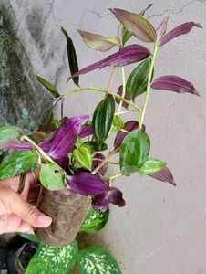 Pack 2  Celled Zebra Plants🌱 &amp; pots