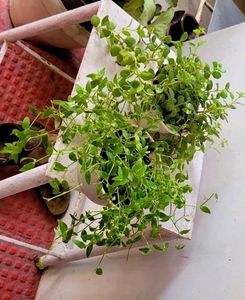 Pack 2 Tradescantia fluminlensis & Pilea Depressa