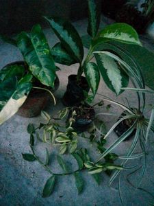 Assorted Indoor Plants