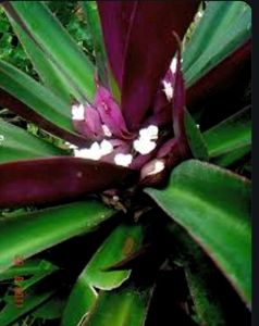 Moses-in-the-Cradle Plant  & Pot