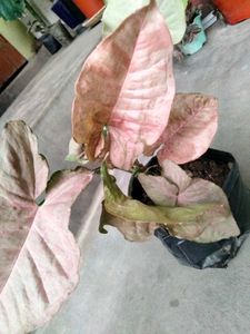 beautiful  plants for home