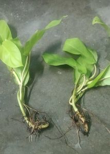 philodendron lemon lime 2 plant