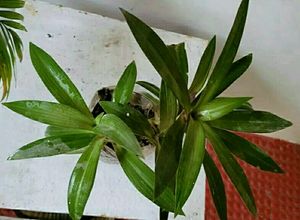 Moses in the Cradle Plant 🌵
