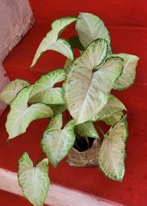 Ever green arrowhead plant 🌿