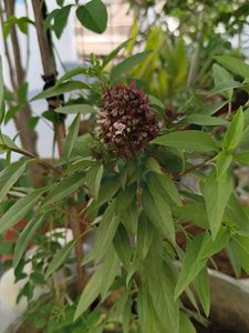 Healthy Basil Plant