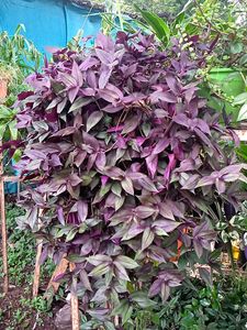 Combo Plants