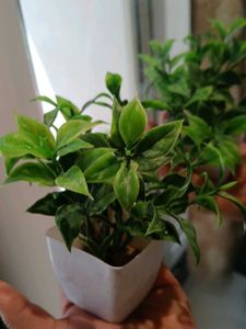 Artificial Plant in White Pot