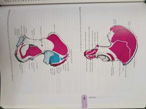 General Anatomy, Upper and Lower Limbs