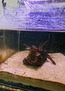aquarium light