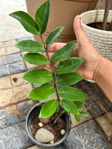 ZZ Plant