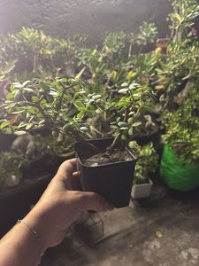 Original Jade Plant Bonsai