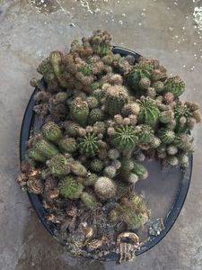 Unique Flowering Cactus Collection