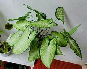 🌵 Set 2 Arrowhead plants,,🌲