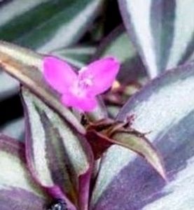 Tradescantia zebrina Plant 🌵 &amp; Pot