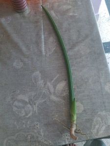 Unique sensiveria cylindrica