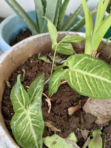 Healthy Live Plant