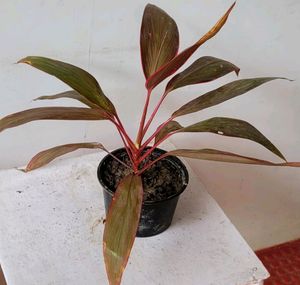 Dracaena Red Ruby 🌵 &amp; Pot