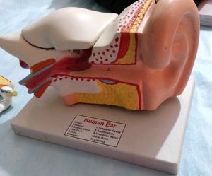 Ear display Educational