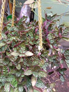 Hanging Basket Plant