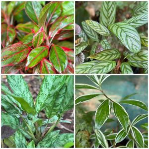 20 Live Root Plants
