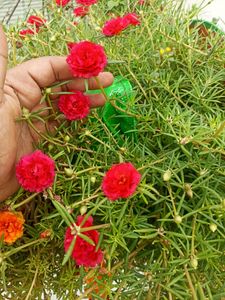 Combo Of 3 colour Portulaca Cutting And Seeds